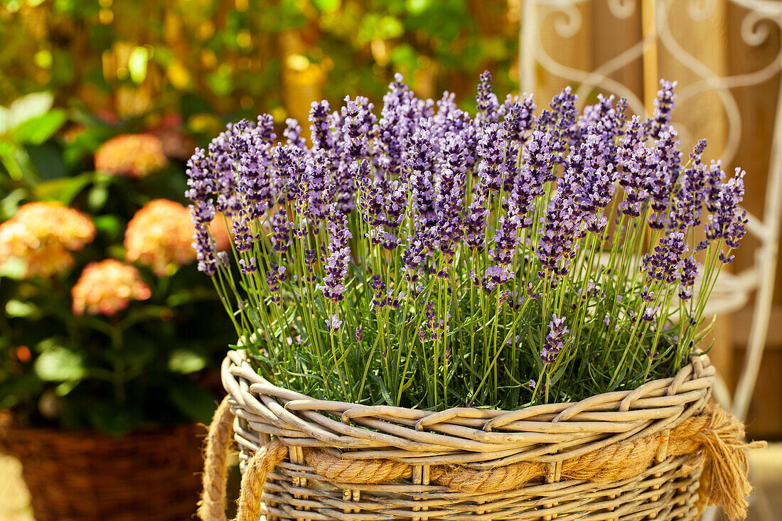 Lavandula angustifolia, purple