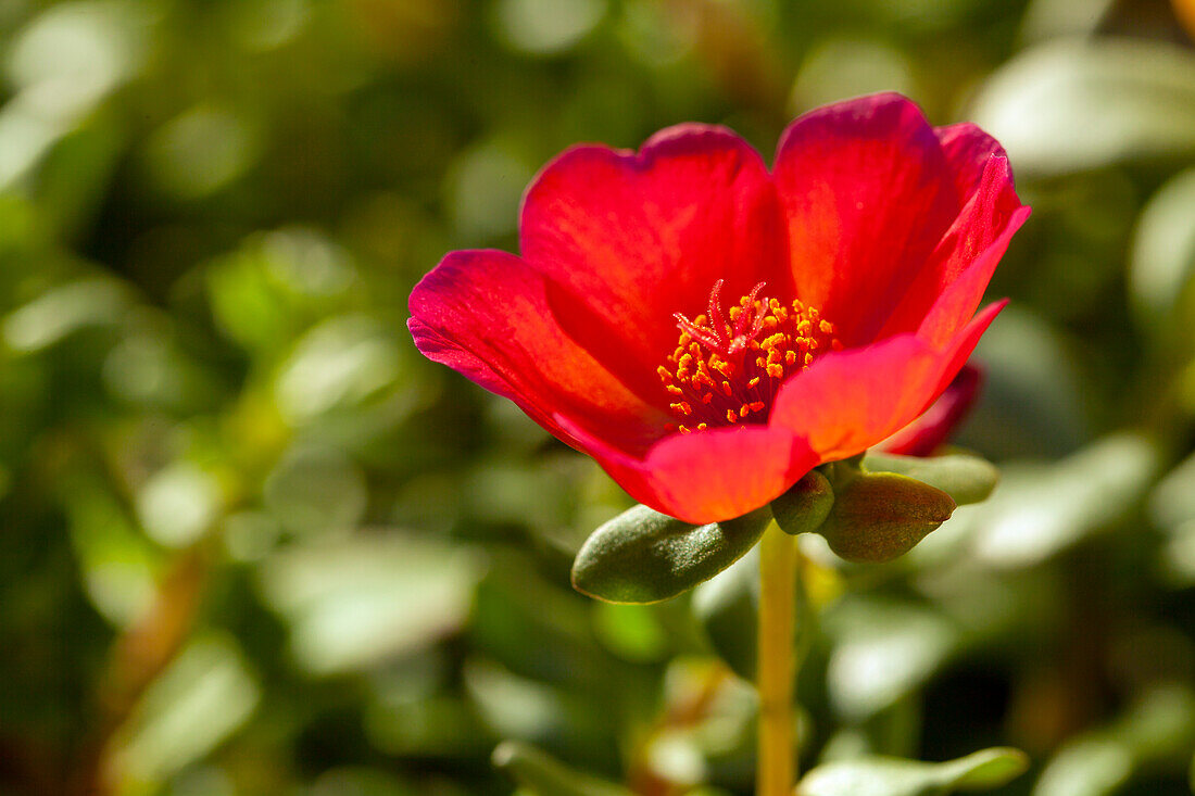Portulaca grandiflora, red