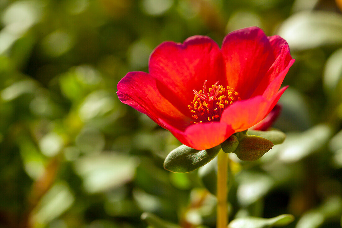 Portulaca grandiflora, rot