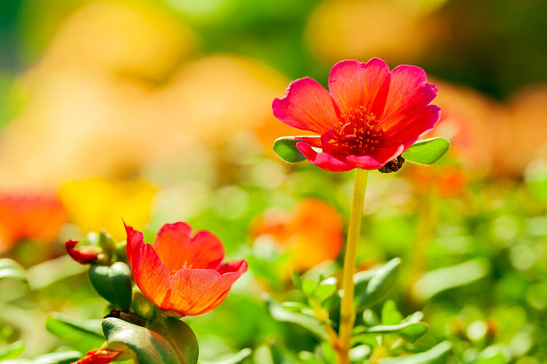 Portulaca grandiflora, rot