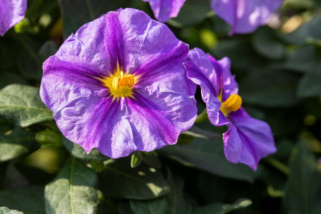 Solanum rantonnetii