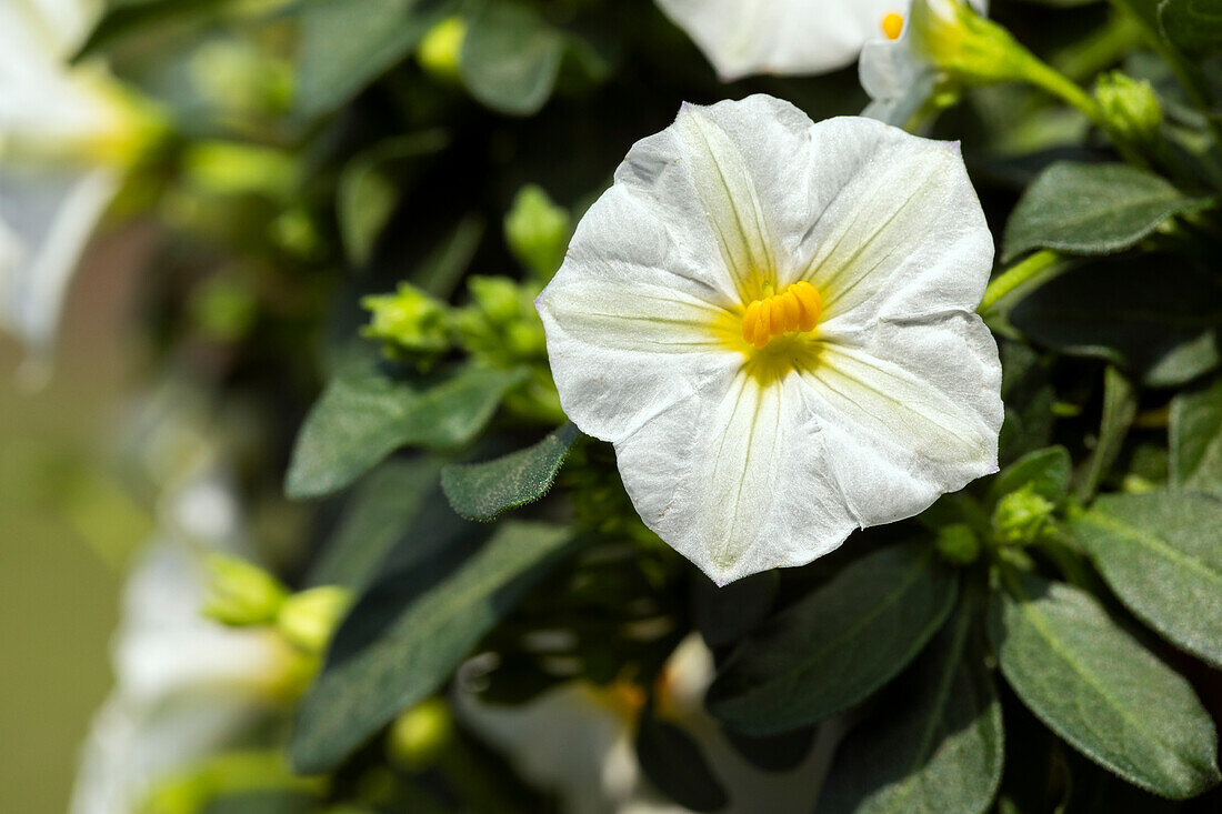 Solanum rantonnetii, weiß