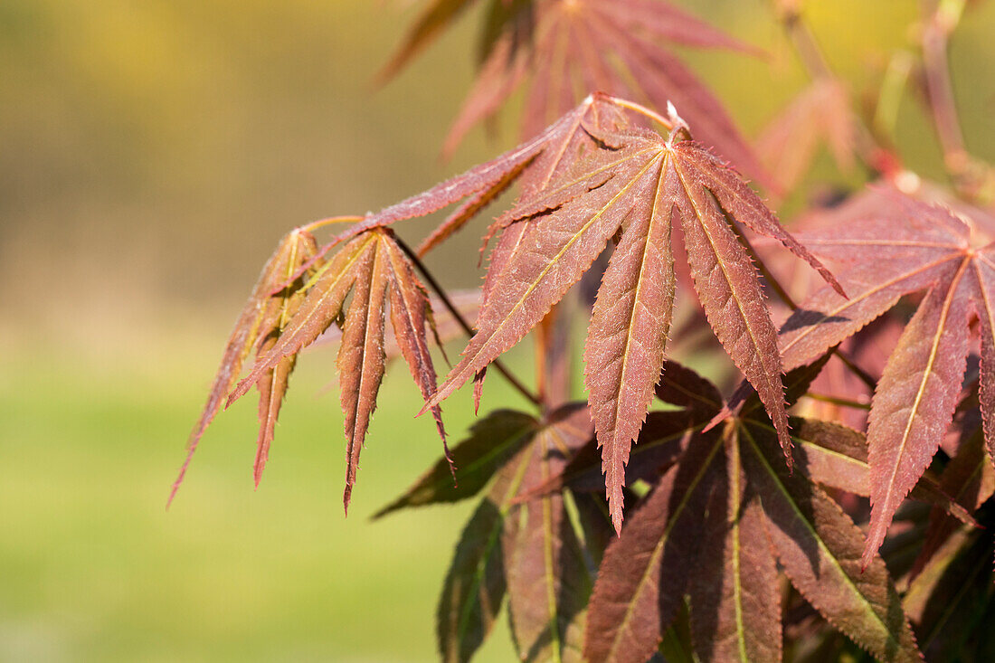 Acer palmatum