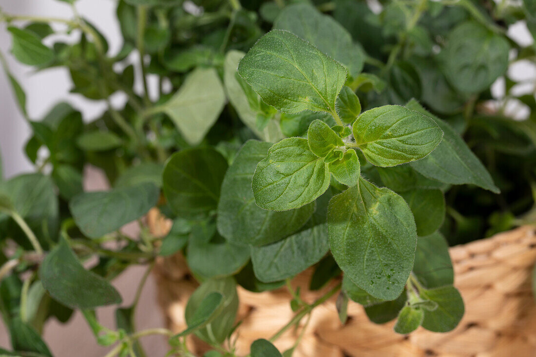 Oregano plant