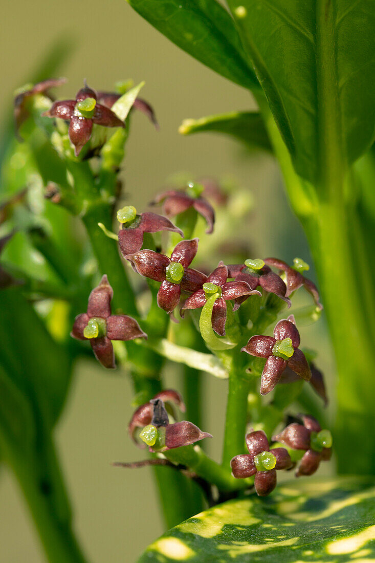 Aucuba japonica