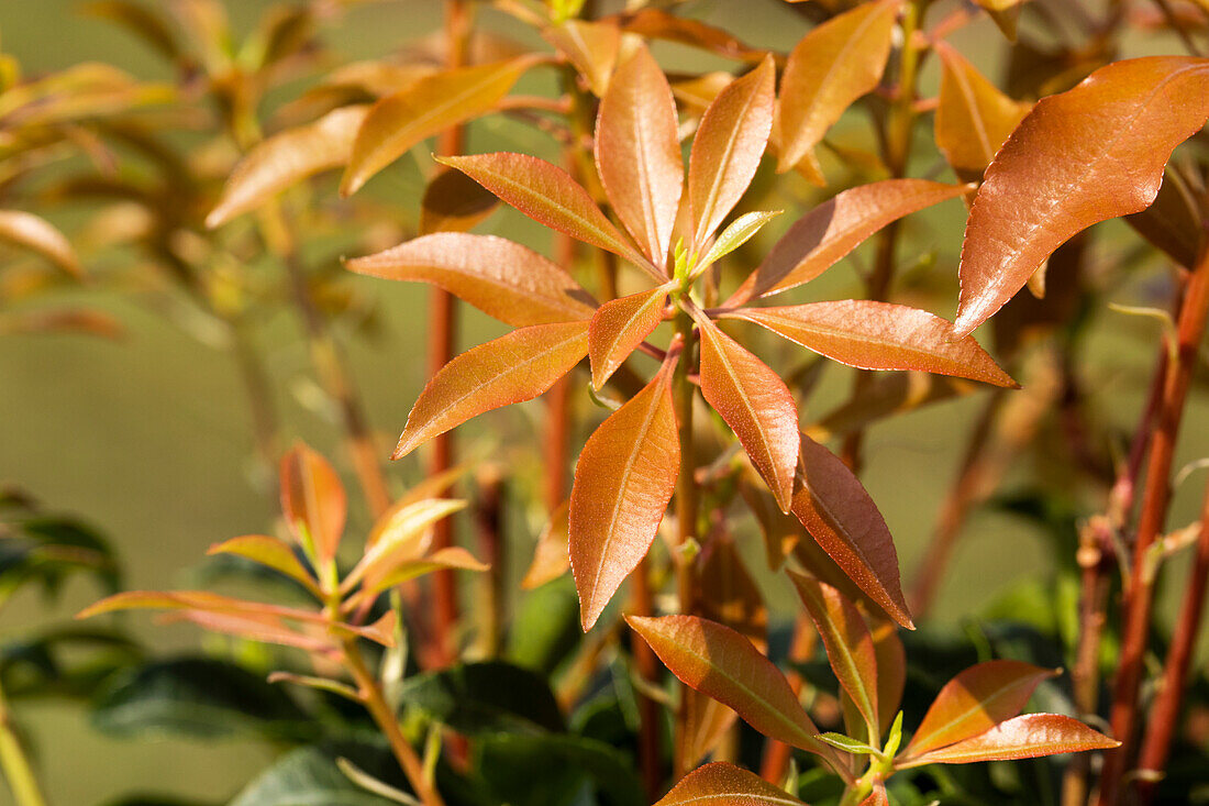 Pieris japonica Mountain Fire