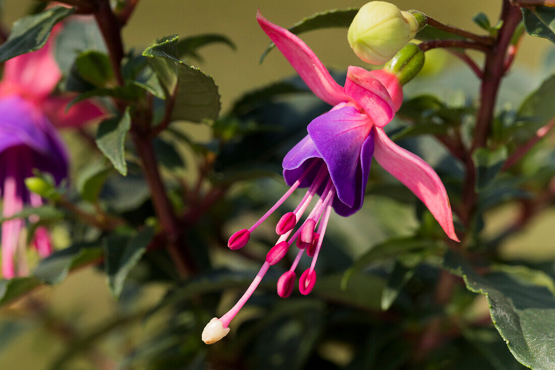 Fuchsia, red-purple