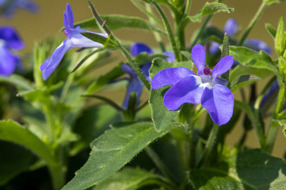 Lobelia erinus, blue