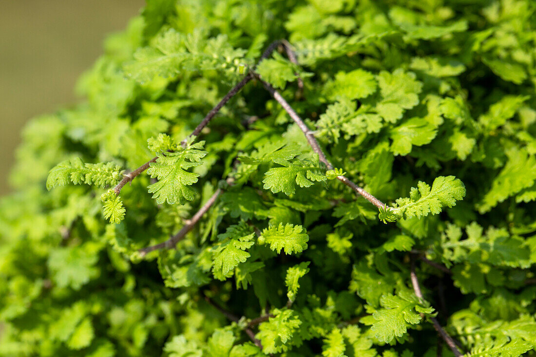 Cotula hispida