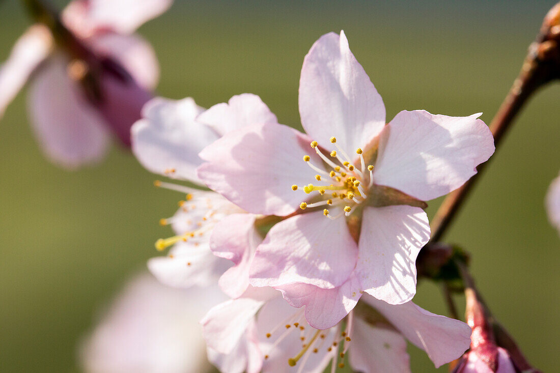 Prunus kurilensis 'Brilliant