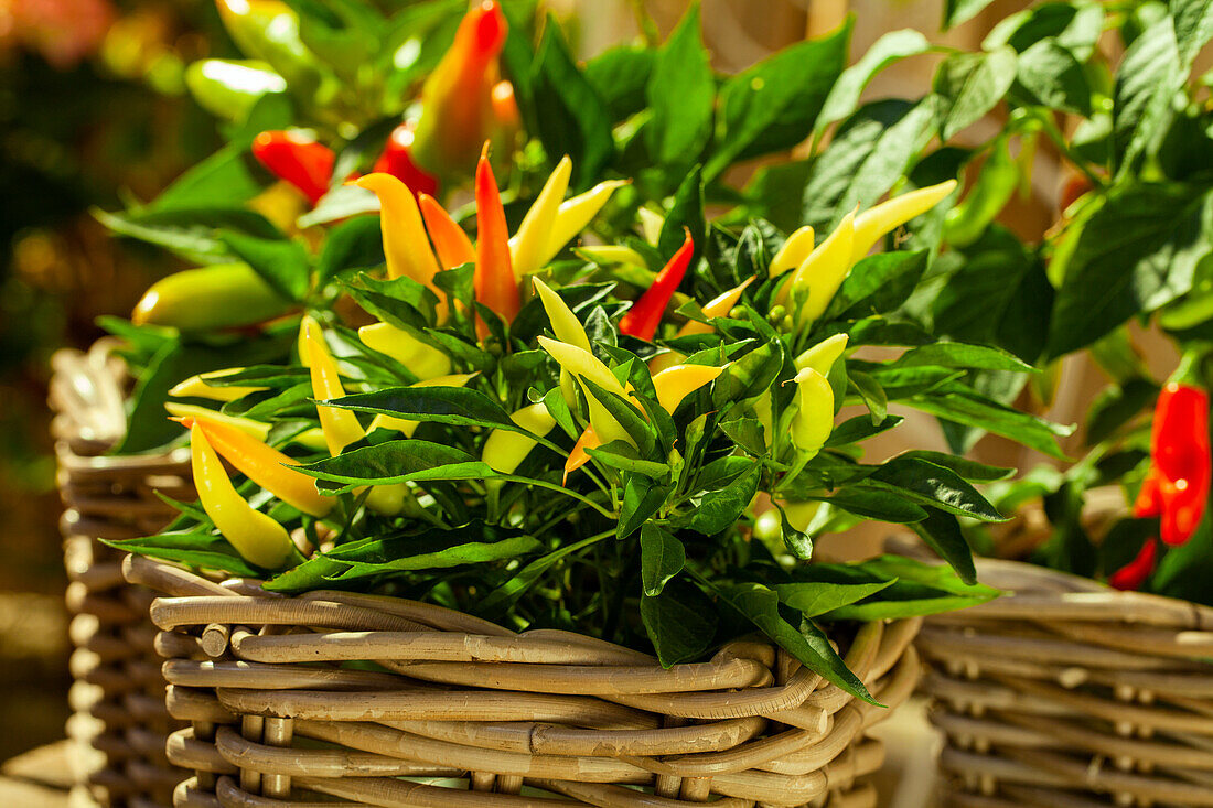 Capsicum annuum var. minimum