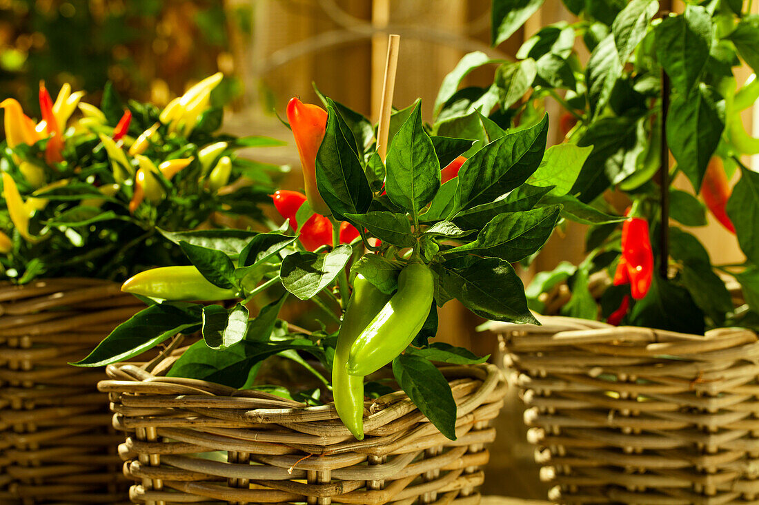 Capsicum annuum 'Naschzipfel'