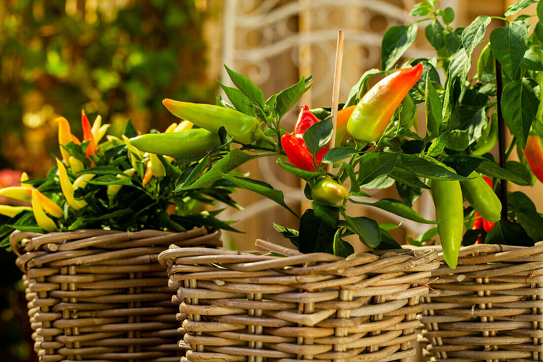 Capsicum annuum 'Naschzipfel' (Naschzipfel)