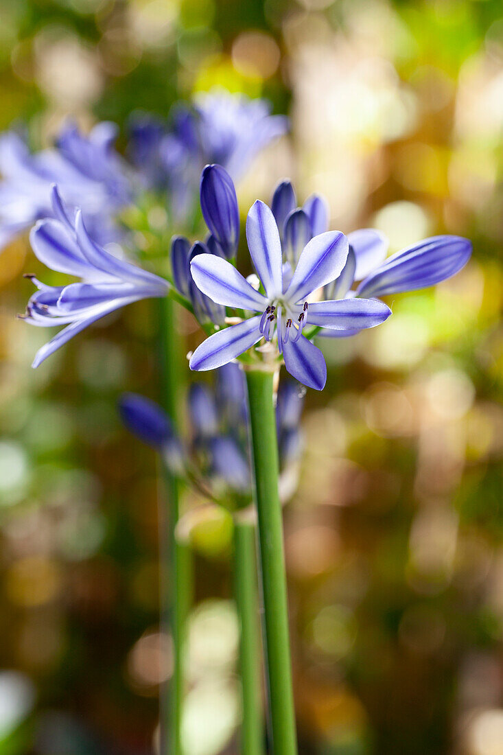 Agapanthus africanus, blue