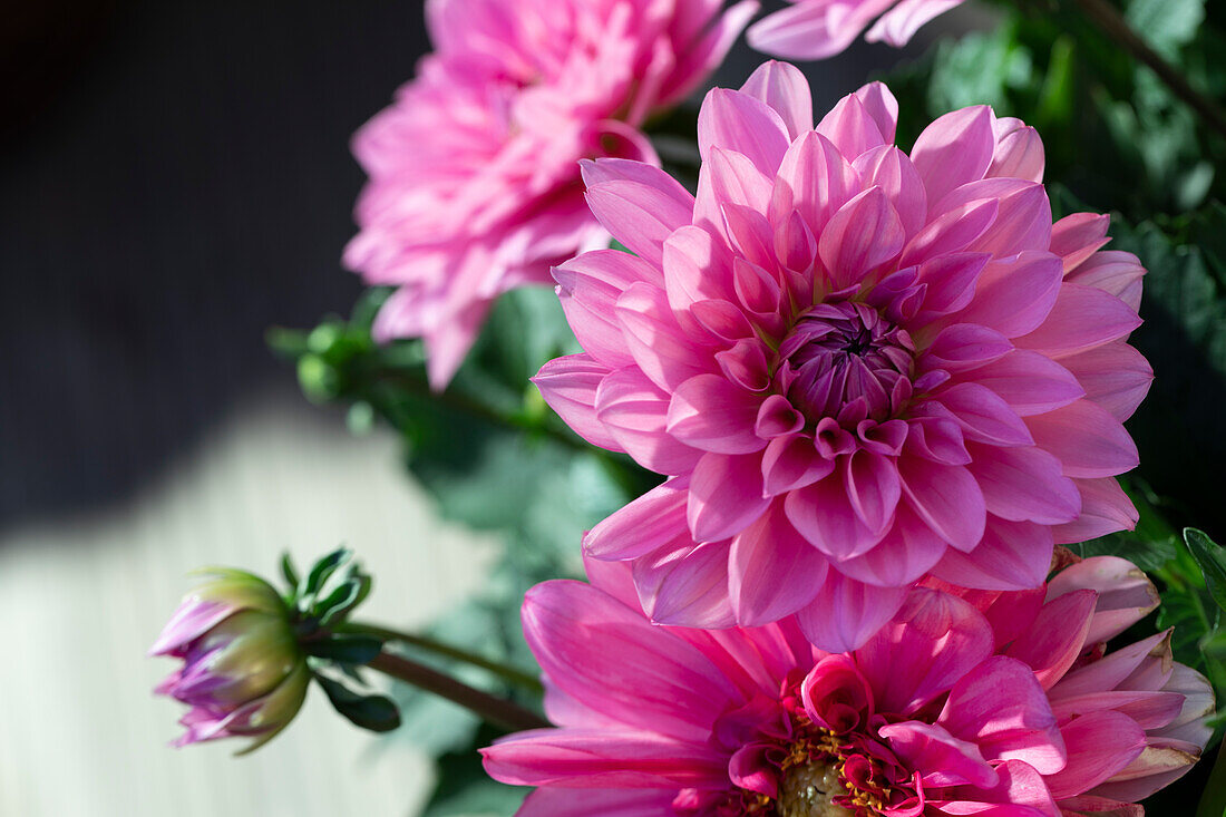 Dahlia x hortensis, pink