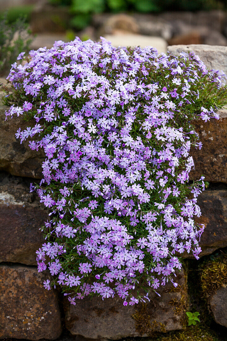 Phlox subulata, purple