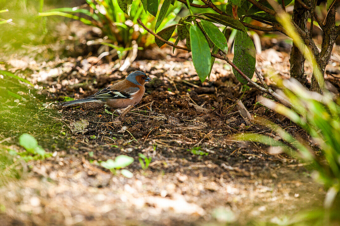 Chaffinch