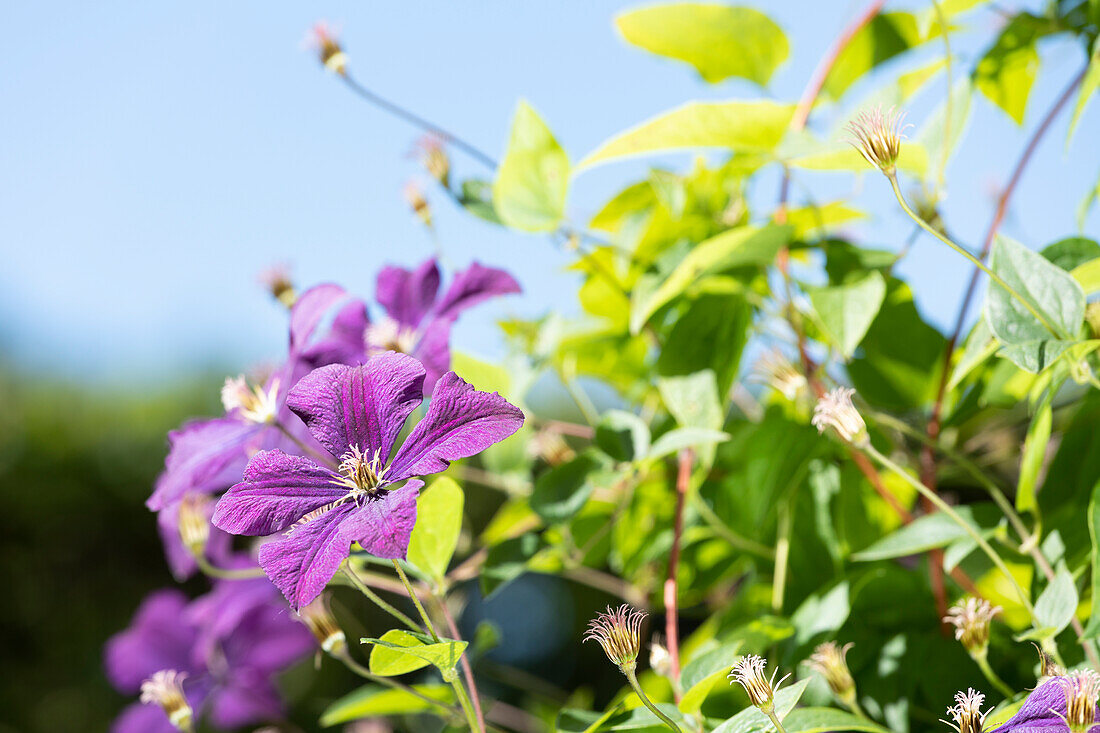 Clematis viticella 'Etoile Violette'