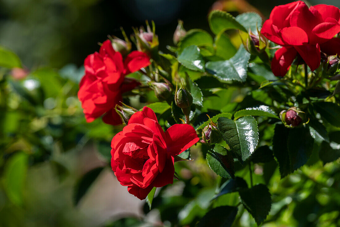 Beet rose, red