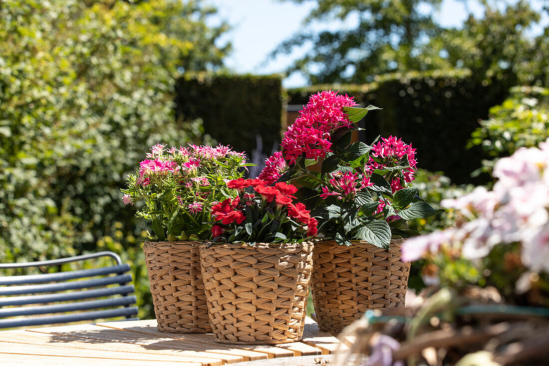 Pentas lanceolata, Dianthus caryophyllus