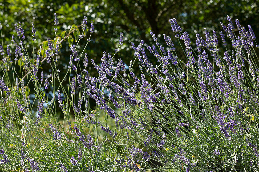 Lavandula angustifolia, blue