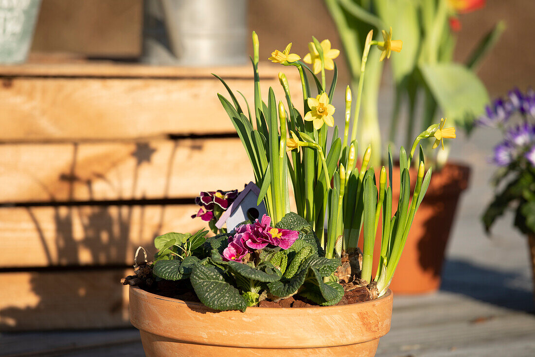 Flower bowl with primroses and daffodil