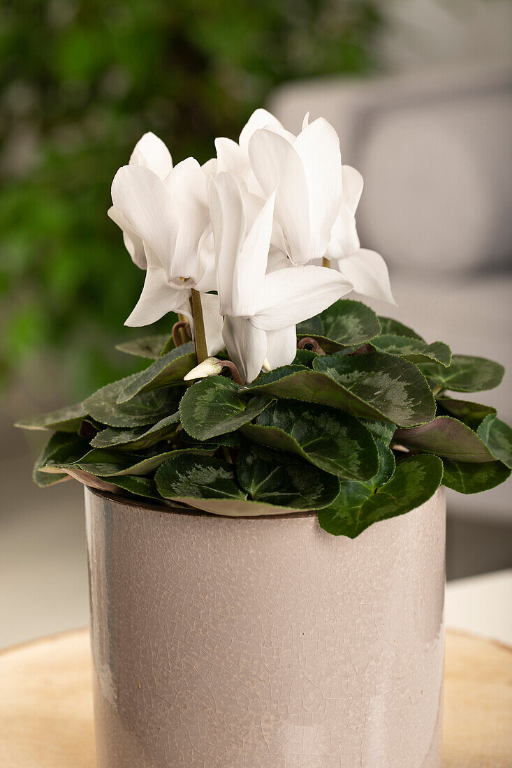 Cyclamen persicum, white