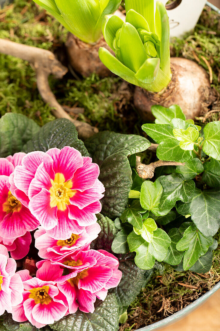 Arrangement with Primula, Ivy and Hyacinth