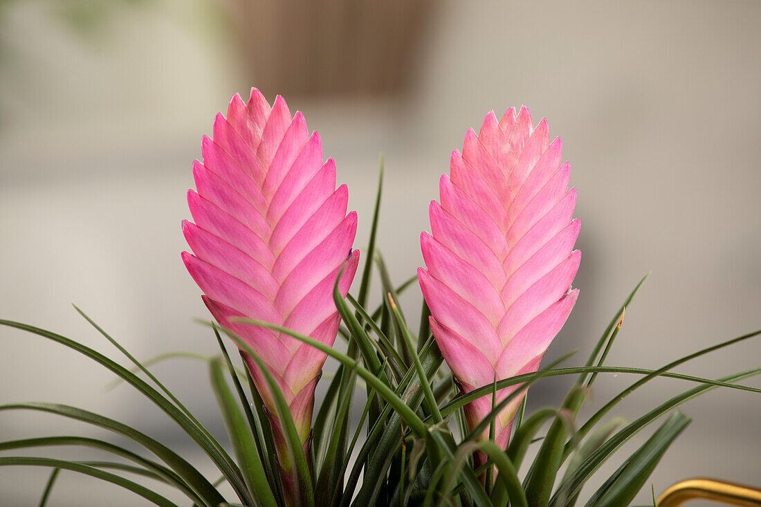 Tillandsia cyanea