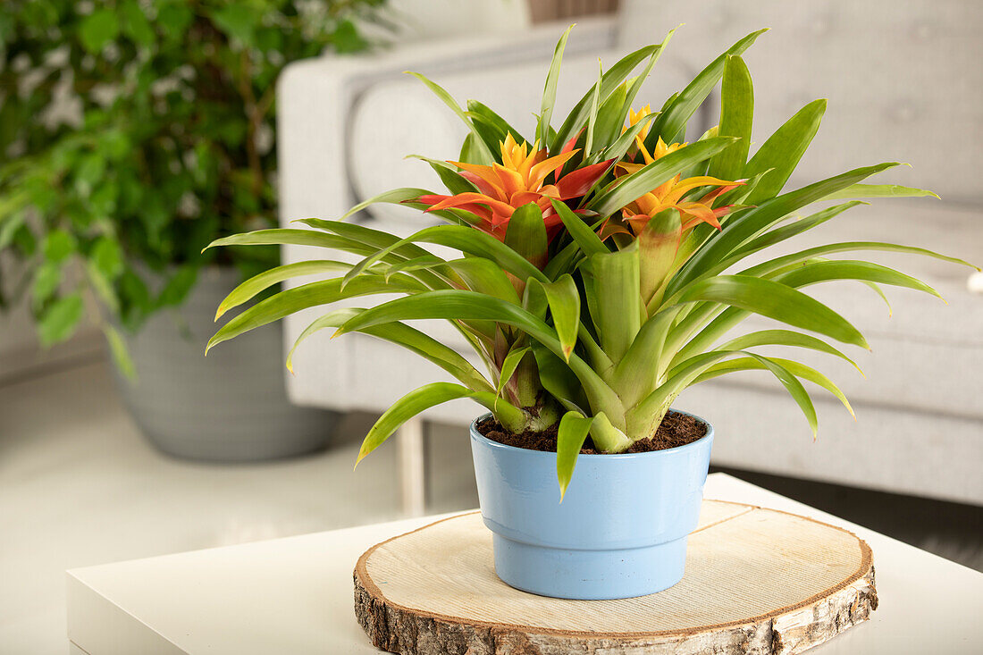 Guzmania, orange