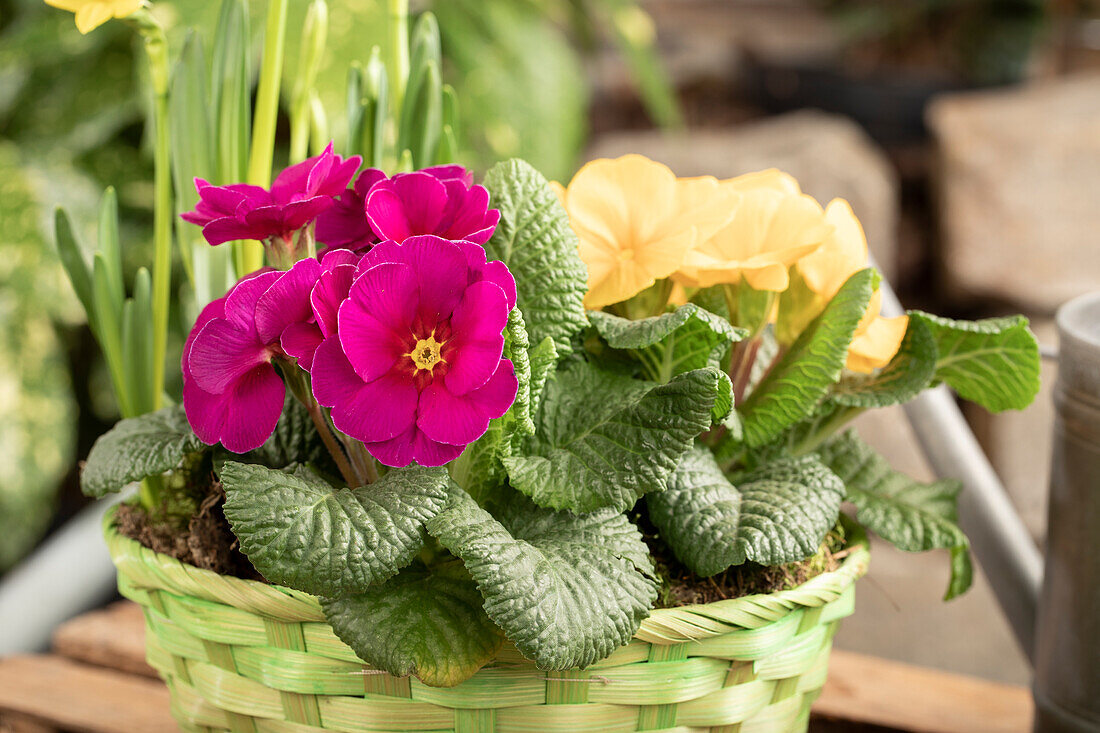 Primula vulgaris