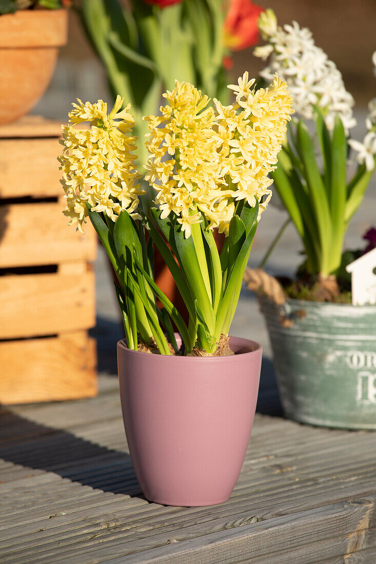 Hyacinthus orientalis 'Gipsy Princess'