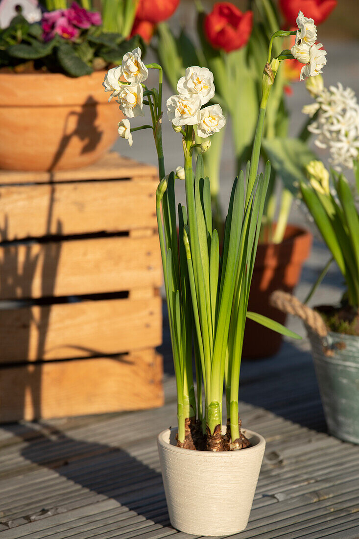 Narcissus Bridal Crown