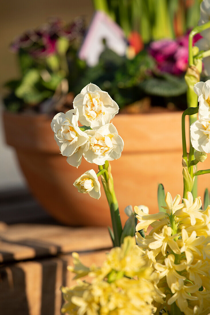 Narcissus Bridal Crown