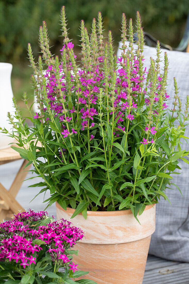 Lythrum salicaria