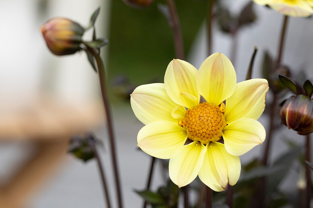 Dahlia Happy Days Lemon