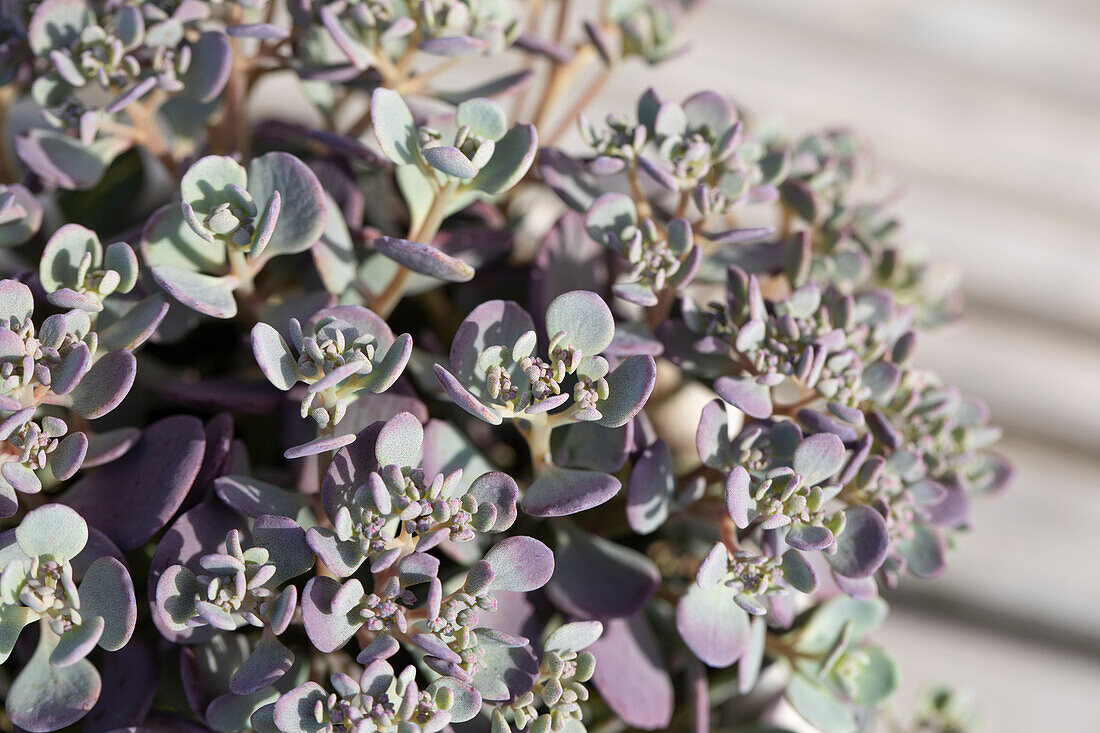 Sedum cauticola