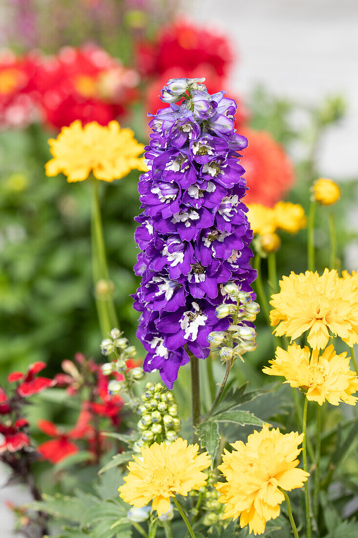 Delphinium pacific, purple