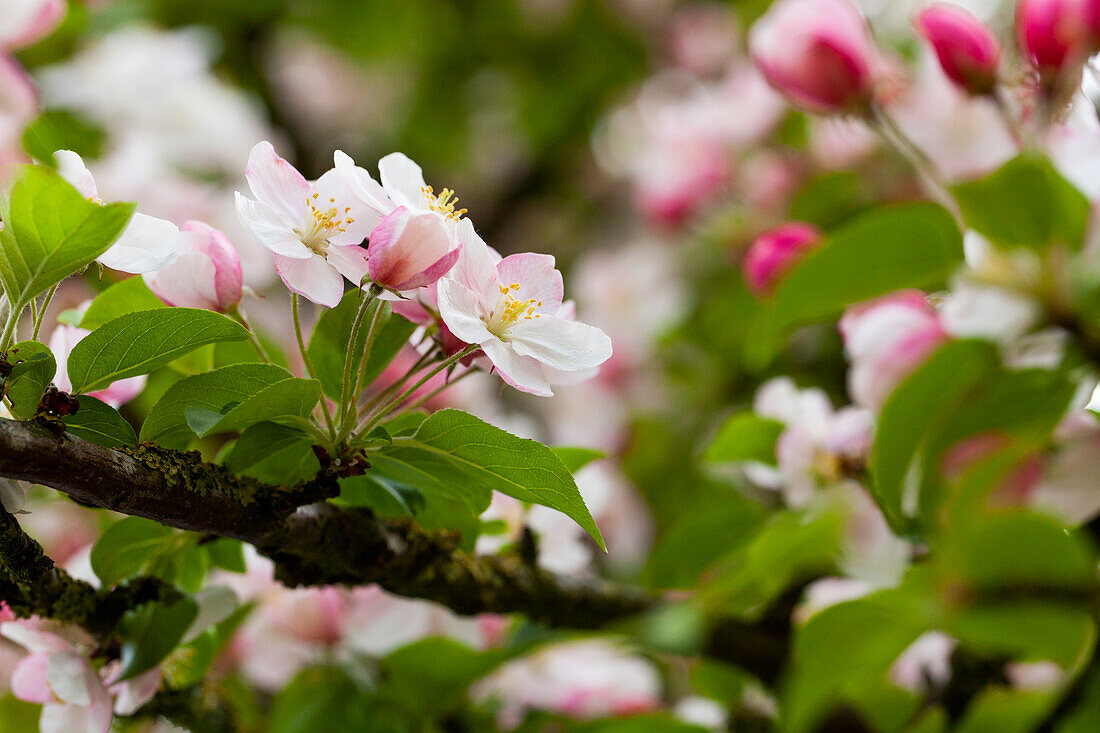 Malus 'Butterball'