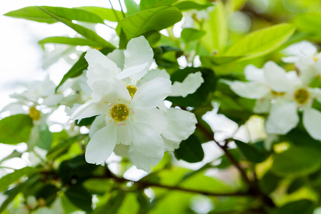 Exochorda serratifolia Snow White