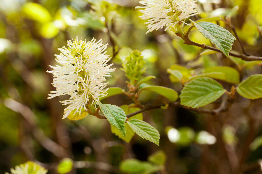 Fothergilla major