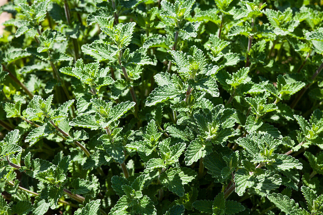 Nepeta x faassenii