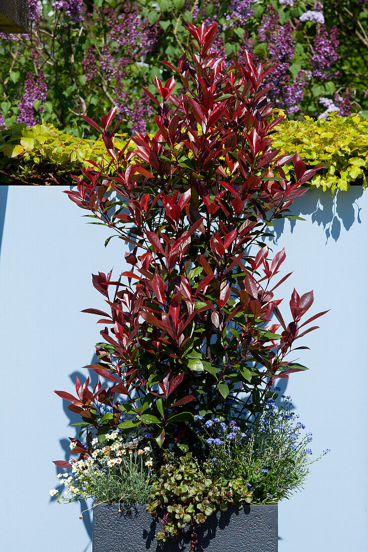 Photinia fraseri 'Red Robin'