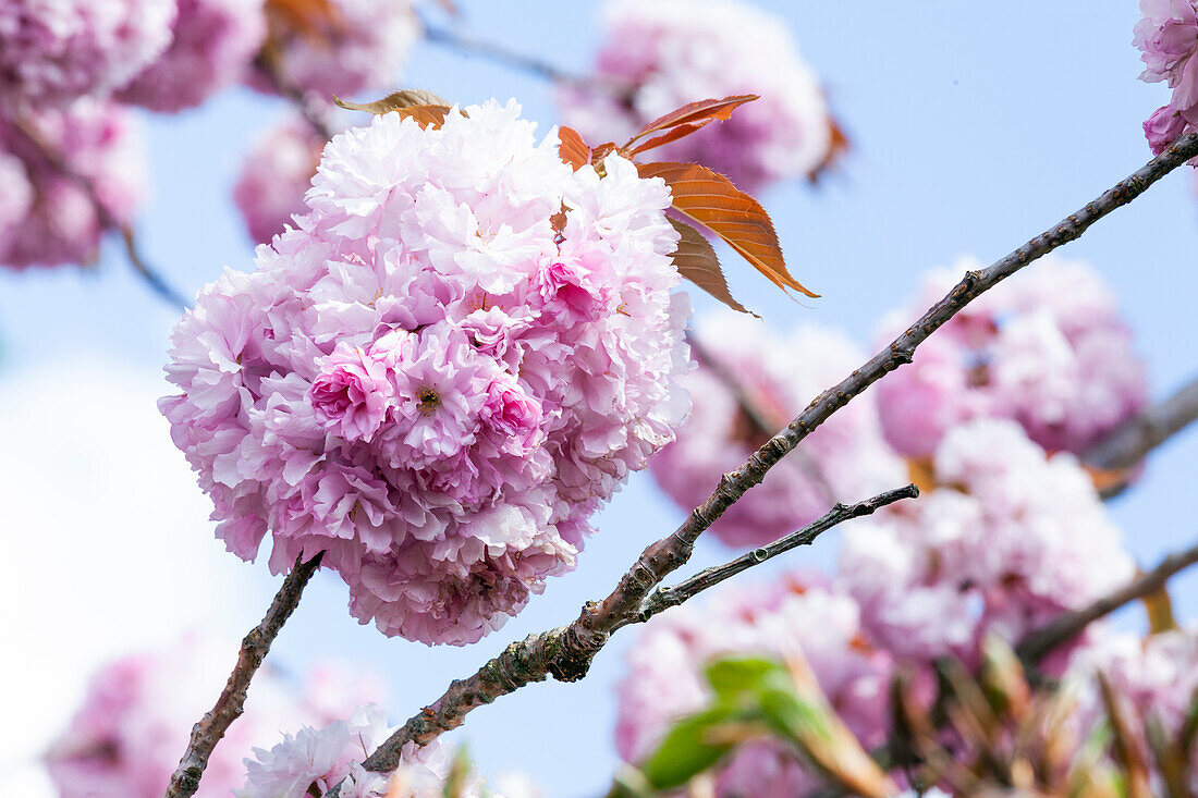 Prunus serrulata 'Kanzan'