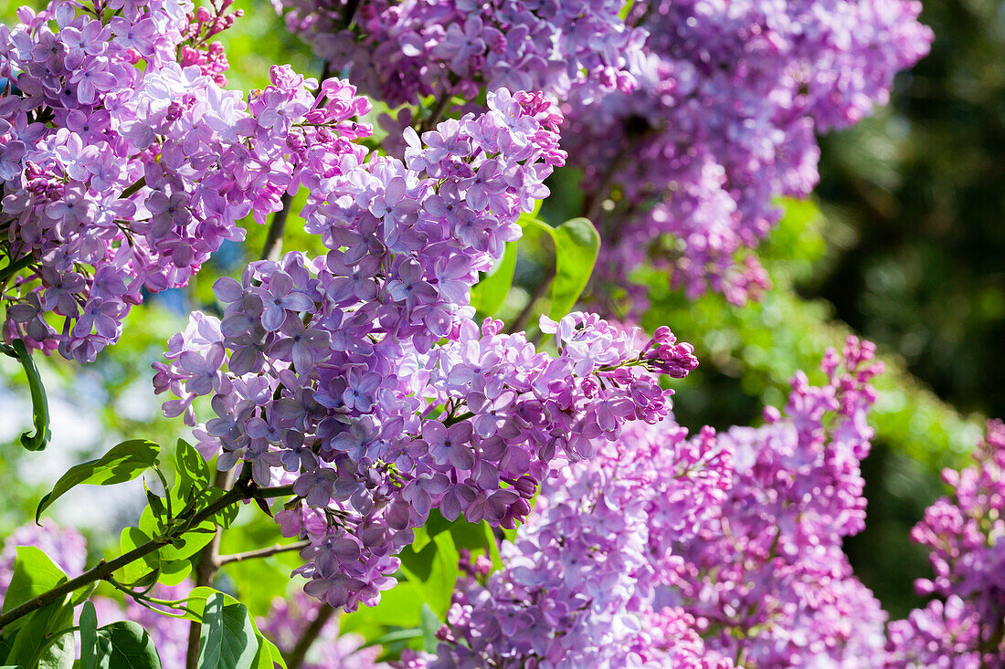 Syringa vulgaris 'Blue Skies'™