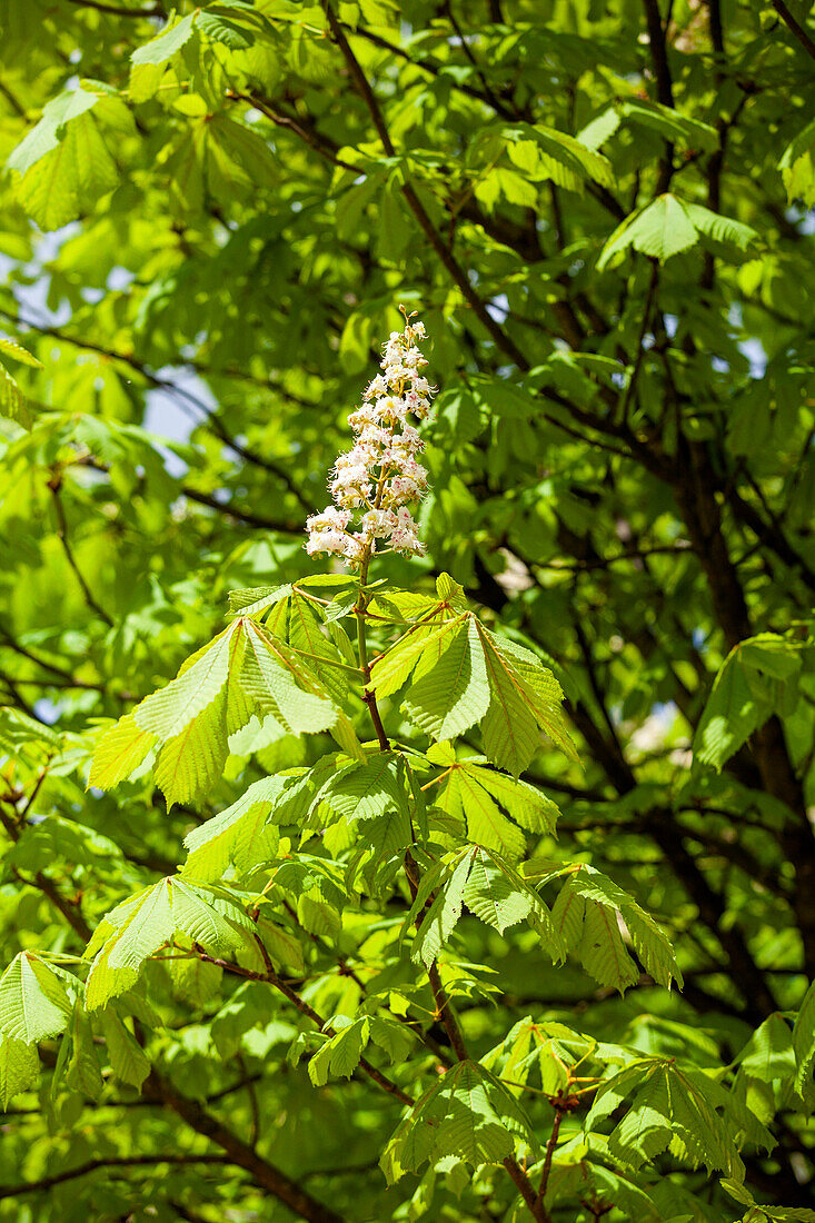 Aesculus