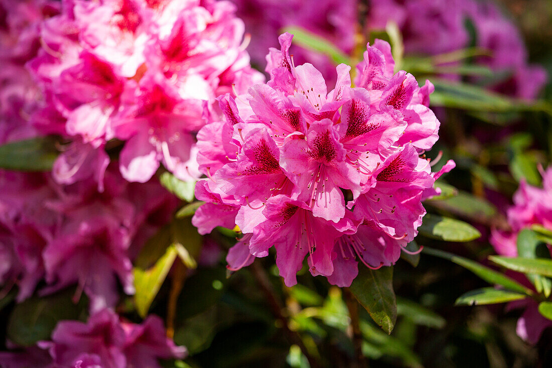 Rhododendron 'Cosmopolitan