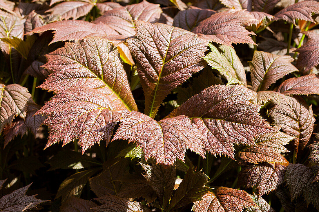 Rodgersia podophylla 'Rotlaub' (Red Leaf)