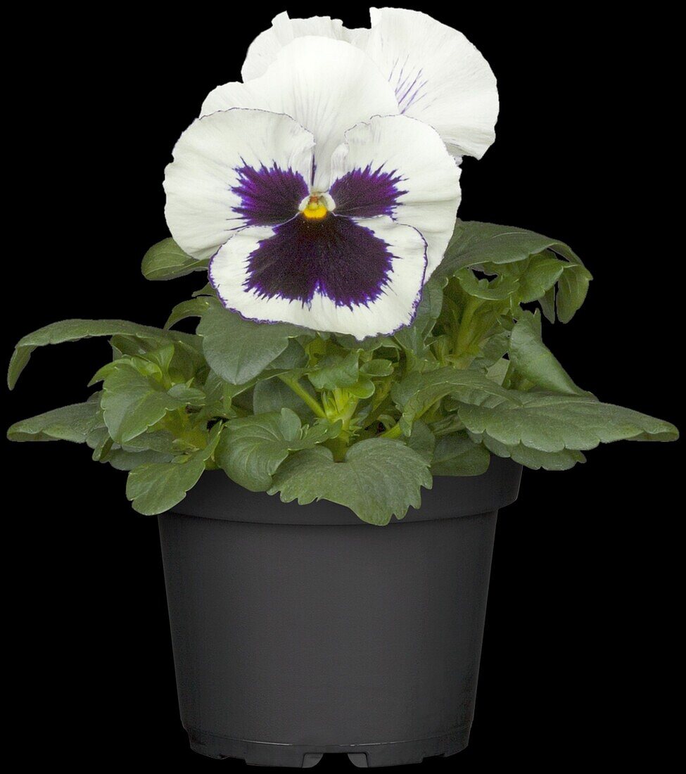 Viola x wittrockiana, purple-white