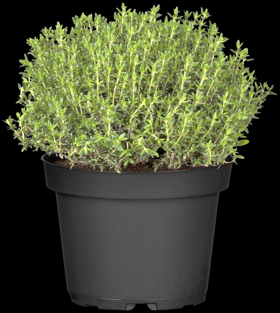 Thyme